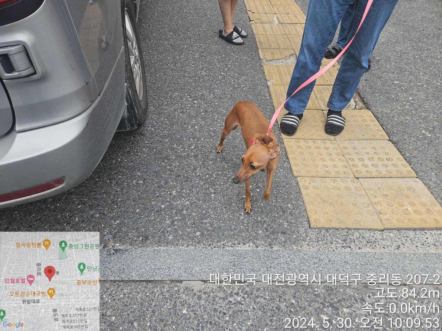 종료(반환) 믹스견…